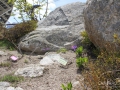 Ogród botaniczny Saussurea u stóp Monte Bianco