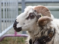 Owca rasy "Rosset" hodowana w Dolinie Aosty