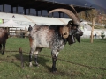 Koza hodowana w Dolinie Aosty