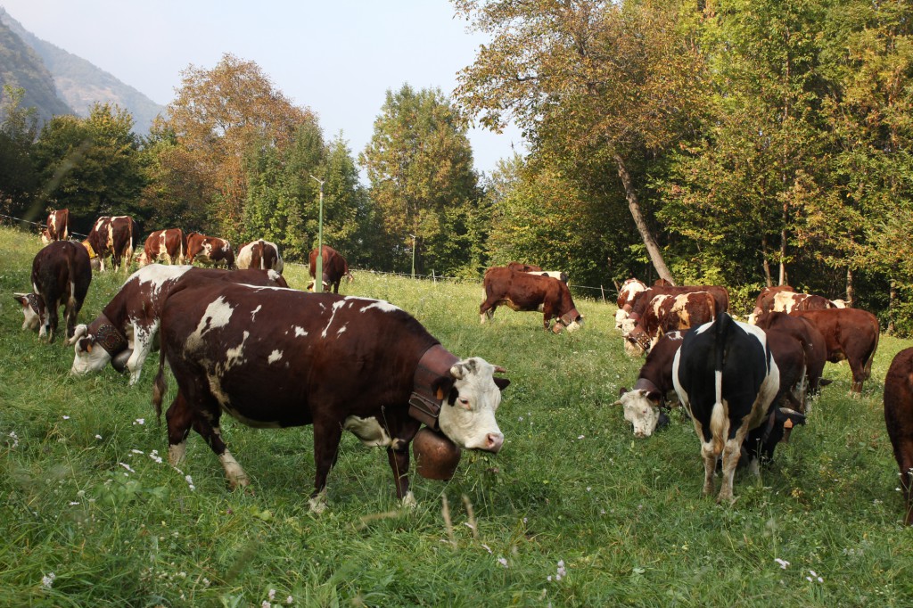 Alpejskie krowy na pastwisku.