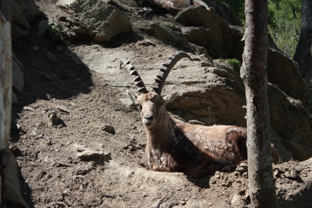 Koziorożec alpejski (Capra ibex ibex)