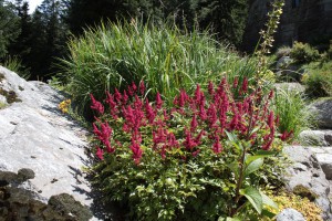 Roślinność w Alpejskim ogrodzie botanicznym Castel Savoia w Gressoney