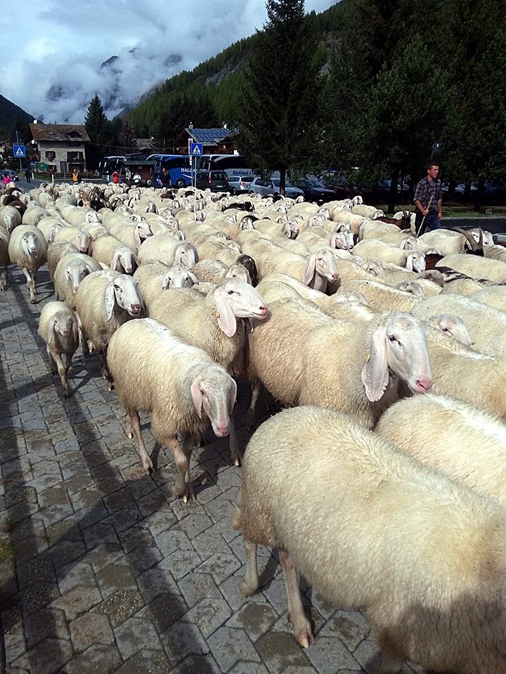 La discesa a Valle delle pecore. La loro lana finirà tra le abili mani de Les Tisserands - drap de Valgrisenche.
