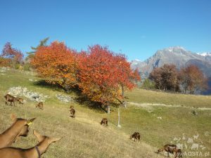 1 listopada w Valle d'Aosta, pogoda jak marzenie! W tle szczyt Grand Combin.